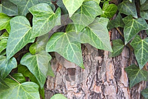 Ivy leaves and a trunk of a pine