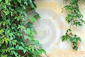 Ivy leaves wall on a white background