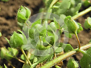Ivy-leawed speedwell, a broadleaf weeds in wheat. photo