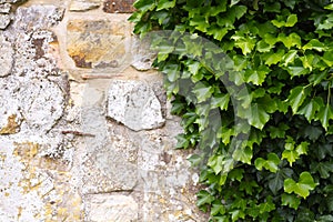 Ivy on and old wall