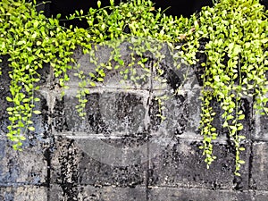 Ivy on old wall
