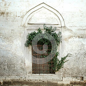 Ivy on an old window and wall