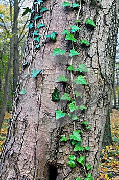 Ivy ordinary or ivy climbing (lat. Hedera helix)