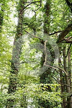 Ivy overgrowing beech trees in wild forest