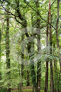 Ivy overgrowing beech trees in wild forest