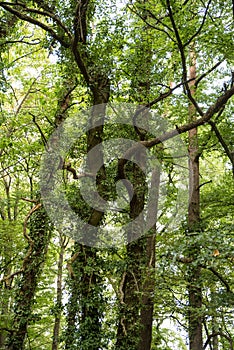 Ivy overgrowing beech trees in wild forest