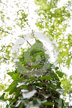 Ivy overgrowing beech trees in wild forest