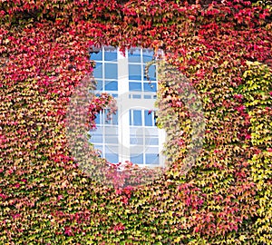 An ivy overgrown wall on the majestic old building in Copenhagen