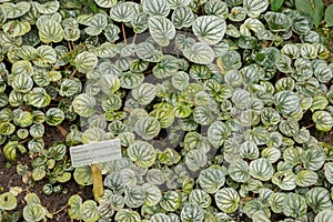 Ivy peperomia or Peperomia Griseoargentea plant in Saint Gallen in Switzerland