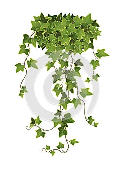 Ivy plant branch cartoon vector illustration. limbing vine.