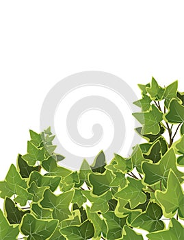 Ivy plant branches background. Climbing vine. Cartoon vector illustration.