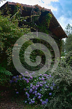 Ivy plant climbing over an abandoned wooden house