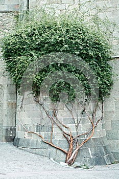 Ivy plant climbs along old building stone wall on street