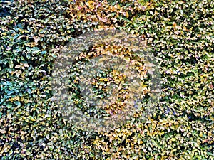 Ivy plant coloured wall abstract background