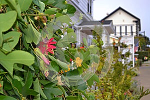 Ivy Plant with Flowers in Mendocino, California