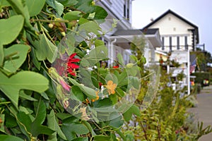 Ivy Plant with Flowers in Mendocino, California