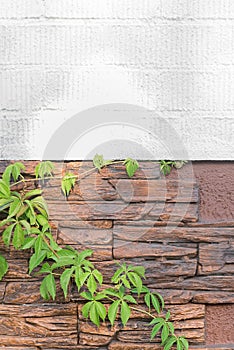 Ivy plant green wall decoration home foliage nature architecture natural house background garden