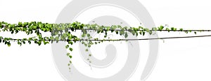 ivy plant hanging on electric wire isolate white