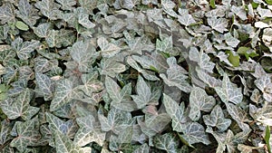 Ivy Plant Hedera colchica