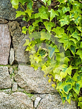 Ivy plant on an irregular stone wall. Background