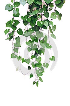 ivy plant isolate on white