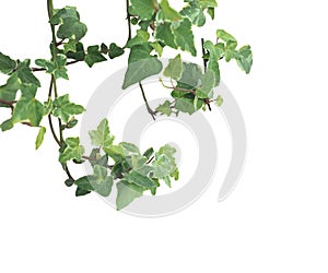 Ivy plant isolated over white