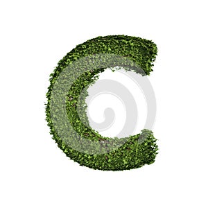 Ivy plant with leaves, green creeper bush and vines forming letter C, English alphabet text font character isolated on white in