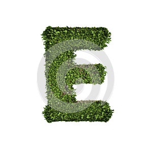 Ivy plant with leaves, green creeper bush and vines forming letter E, English alphabet text font character isolated on white in