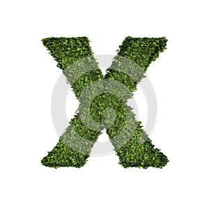 Ivy plant with leaves, green creeper bush and vines forming letter X, English alphabet text font character isolated on white in