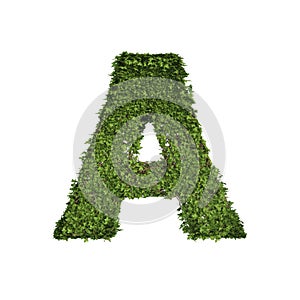 Ivy plant with leaves, green creeper bush and vines forming letter A, English alphabet text font character isolated on white in