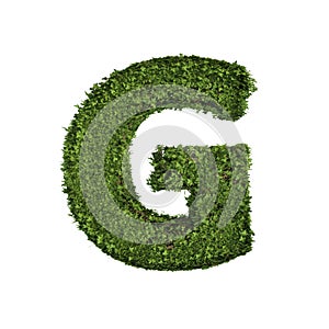 Ivy plant with leaves, green creeper bush and vines forming letter G, English alphabet text font character isolated on white in