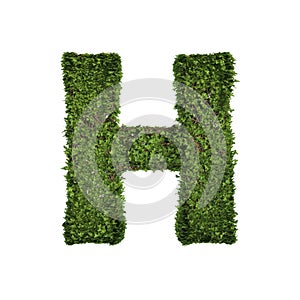 Ivy plant with leaves, green creeper bush and vines forming letter H, English alphabet text font character isolated on white in
