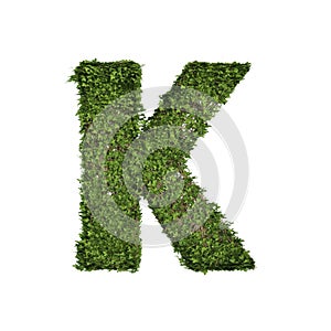Ivy plant with leaves, green creeper bush and vines forming letter K, English alphabet text font character isolated on white in