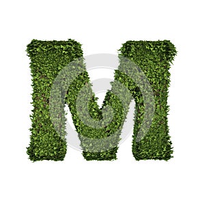 Ivy plant with leaves, green creeper bush and vines forming letter M, English alphabet text font character isolated on white in