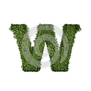 Ivy plant with leaves, green creeper bush and vines forming letter W, English alphabet text font character isolated on white in