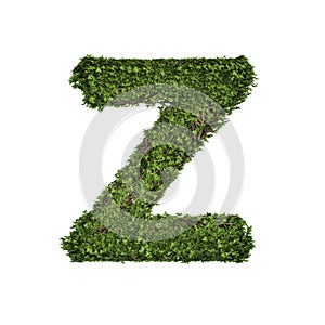 Ivy plant with leaves, green creeper bush and vines forming letter Z, English alphabet text font character isolated on white in
