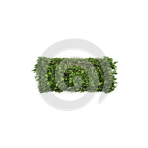 Ivy plant with leaves, green creeper bush and vines forming minus sign symbol isolated on white in nature, growth and eco