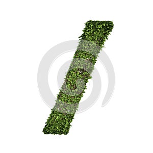 Ivy plant with leaves, green creeper bush and vines forming the slash sign symbol isolated on white in nature, growth and eco