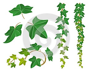 Ivy plant set for nature design