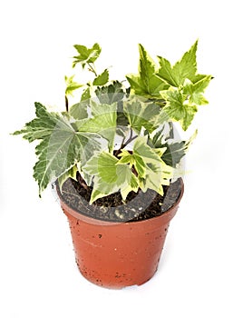 Ivy plant in studio