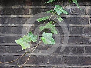 ivy plant and wall background