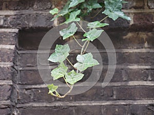 ivy plant and wall background