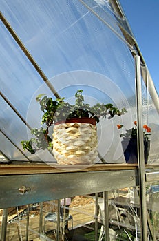 Ivy plant in white decorative pot standing on shelf in greenhouse.