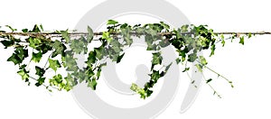 ivy plant on wire electric isolate on white background