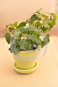 Ivy plant in yellow flowerpot