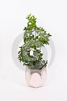 Ivy is planted in a potted plant. The background has a clipping path, so you can freely change the background color.