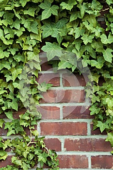 Ivy on a red brick wall