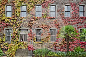 Ivy red leaves on the wall at Victoria Barracks, in Melbourne, A