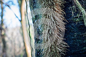 Ivy roots on tree in forest