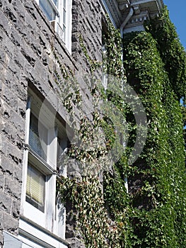 Ivy running up a historic building